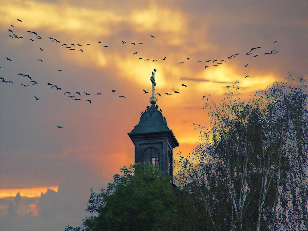 Crows at dusk