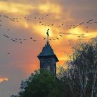 Crows at dusk