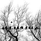 Crows