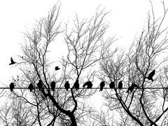 Crows