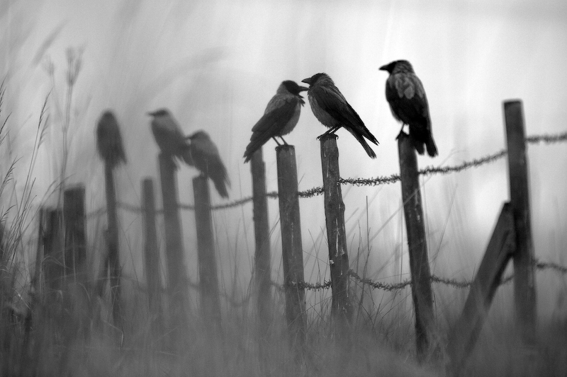 crows.