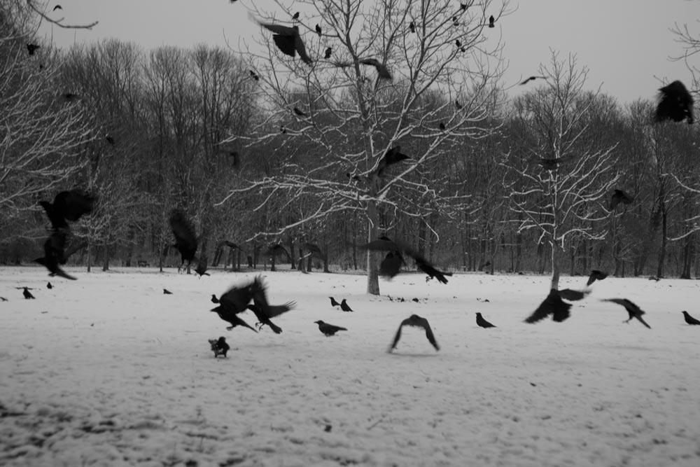 Crows