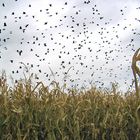 Crows in Corn