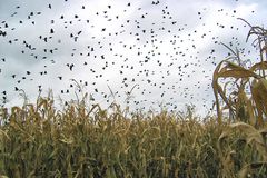 Crows in Corn