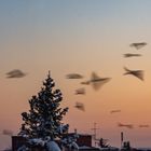 Crows in flight