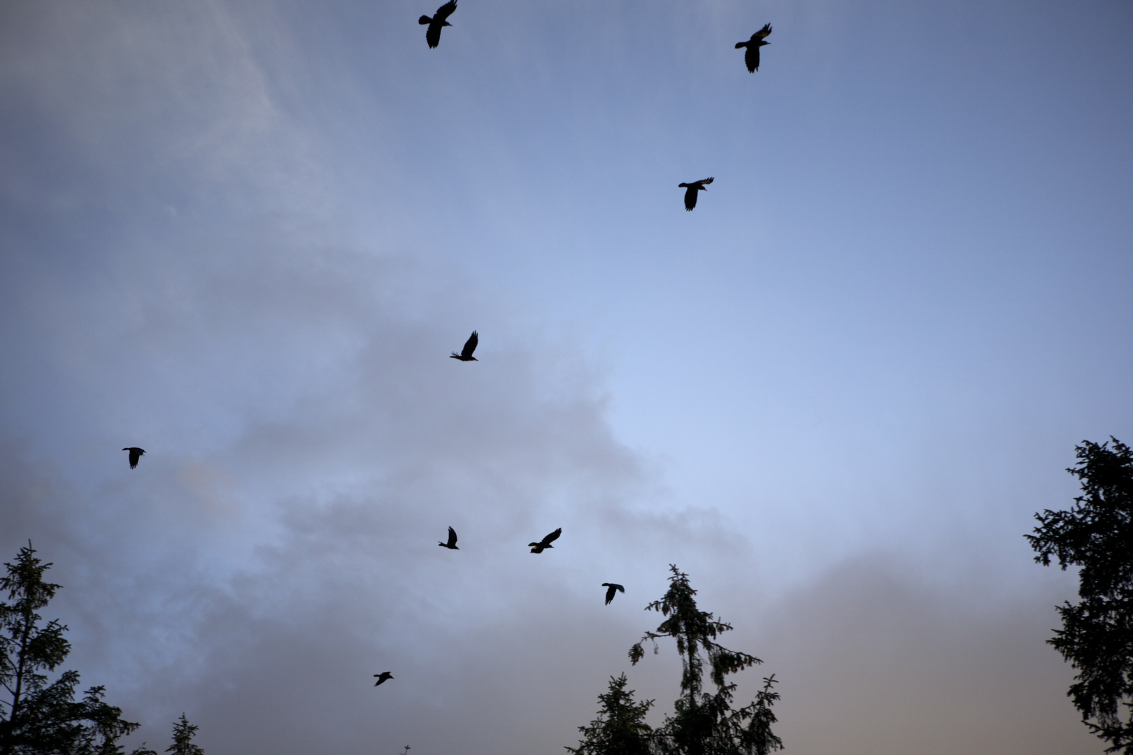 Crows in Ireland