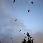 Crows in Ireland