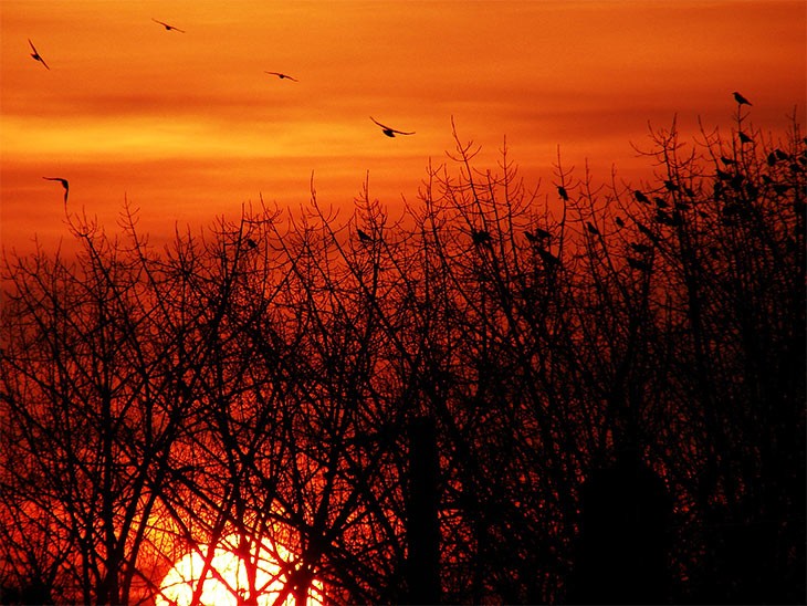 crows in the dusk