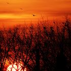 crows in the dusk