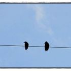 Crows on a wire