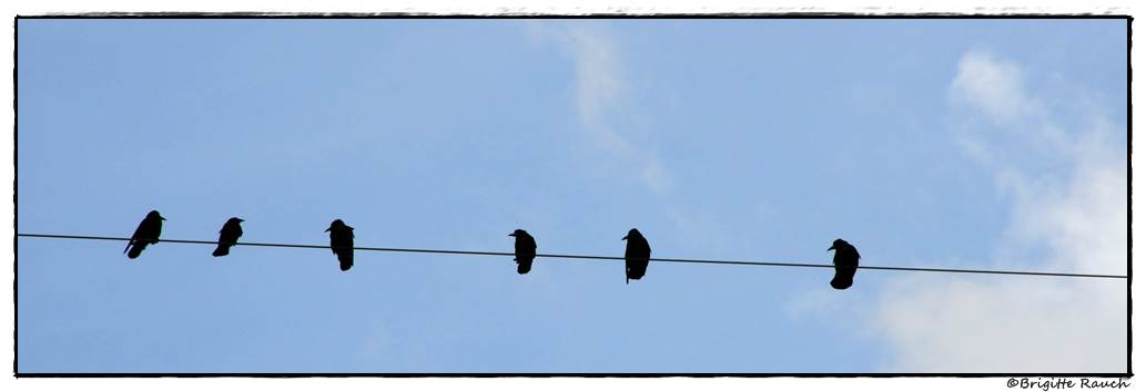 Crows on a wire