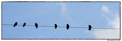 Crows on a wire