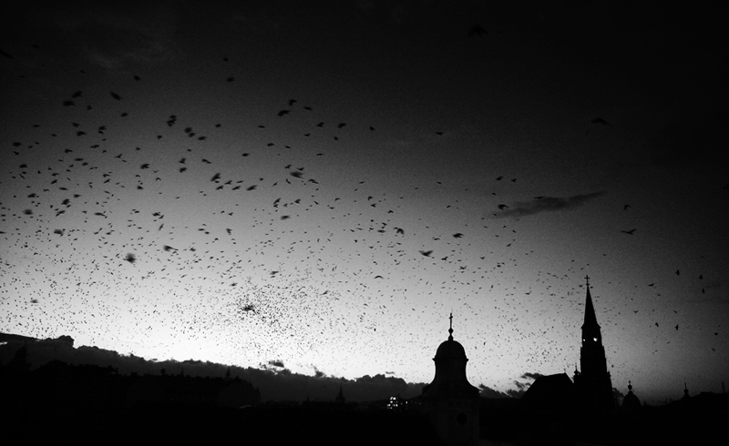 Crows over Cluj-Napoca