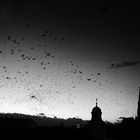 Crows over Cluj-Napoca