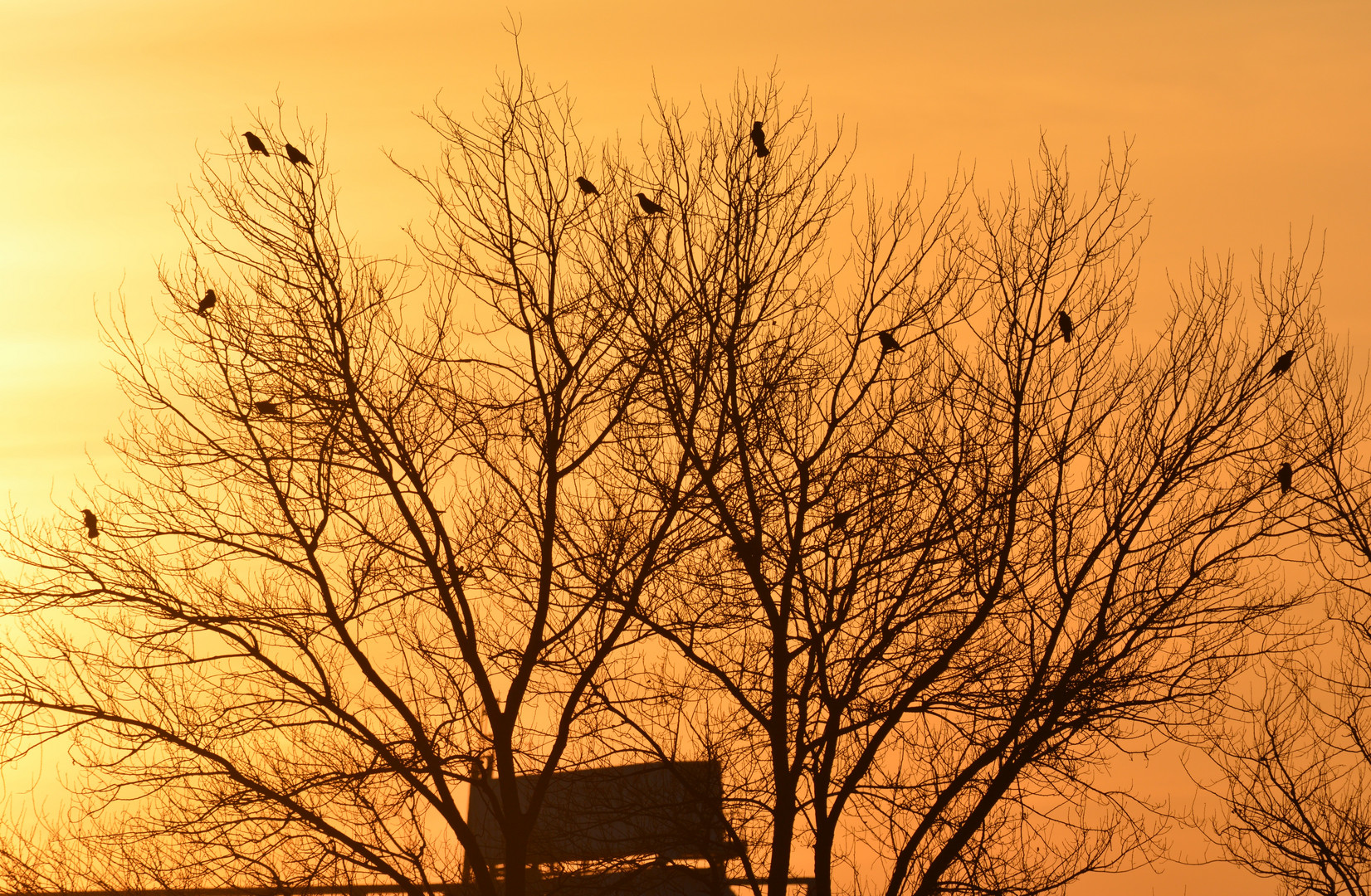 Crows settling at sunset 