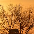 Crows settling at sunset 