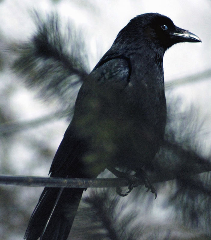 crow_schräger Blick