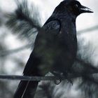 crow_schräger Blick