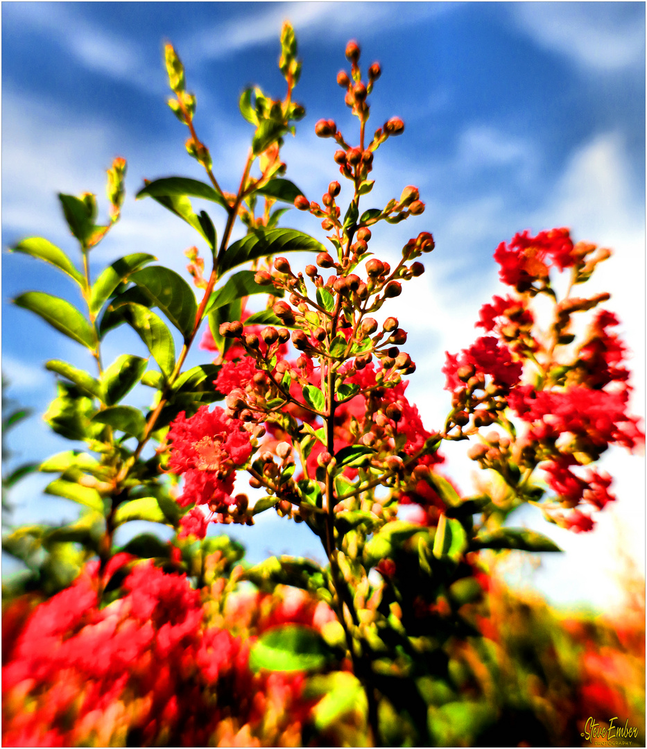 Crêpe Myrtle Buds and Blossoms - A Summertime Impression No.3