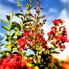 Crêpe Myrtle Buds and Blossoms - A Summertime Impression No.3