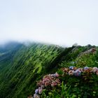 Crêtes d'hortensias