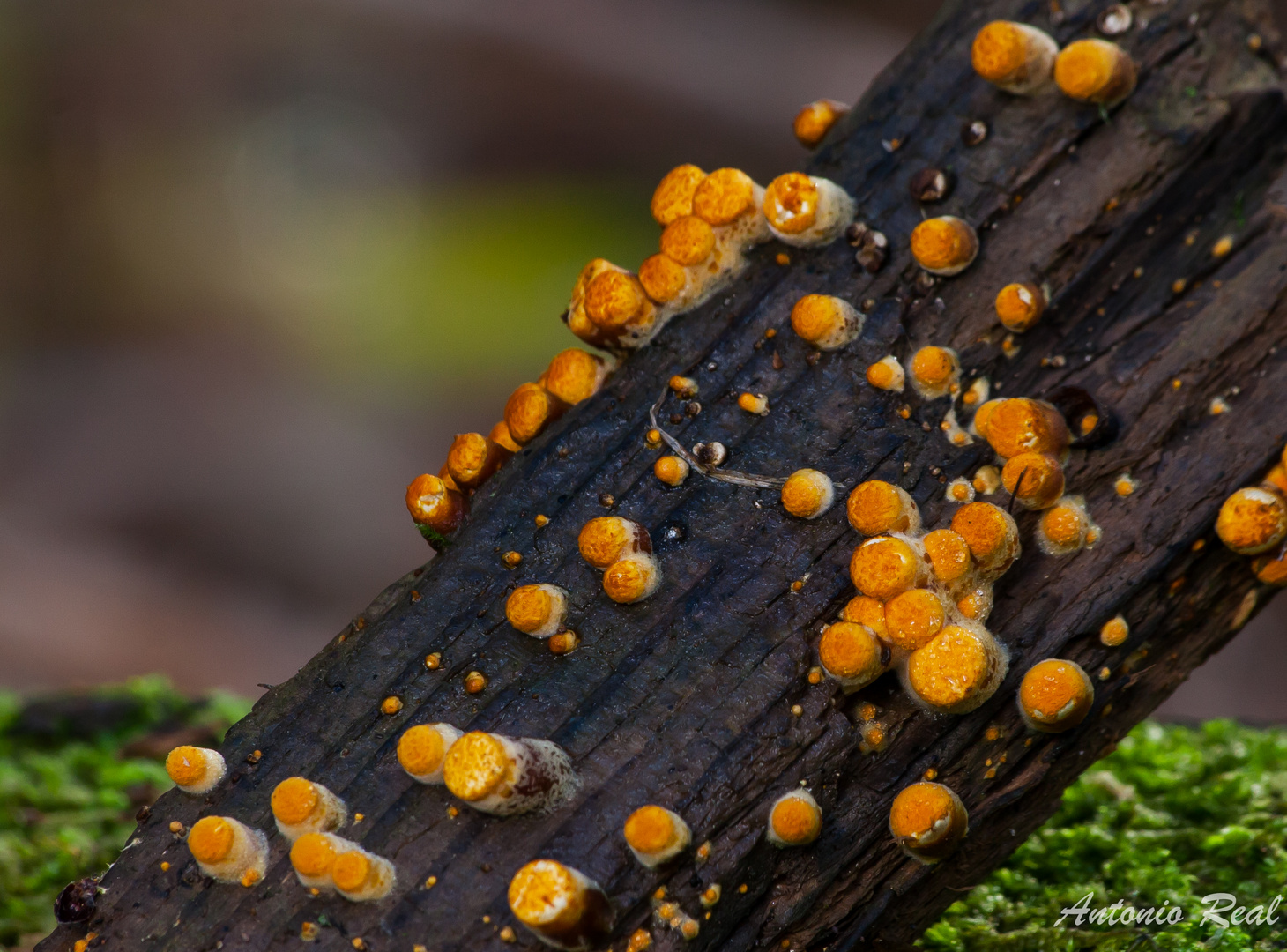 ( Crucibulum Laeve). Hongos de ramas de Arbol.