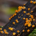 ( Crucibulum Laeve). Hongos de ramas de Arbol.