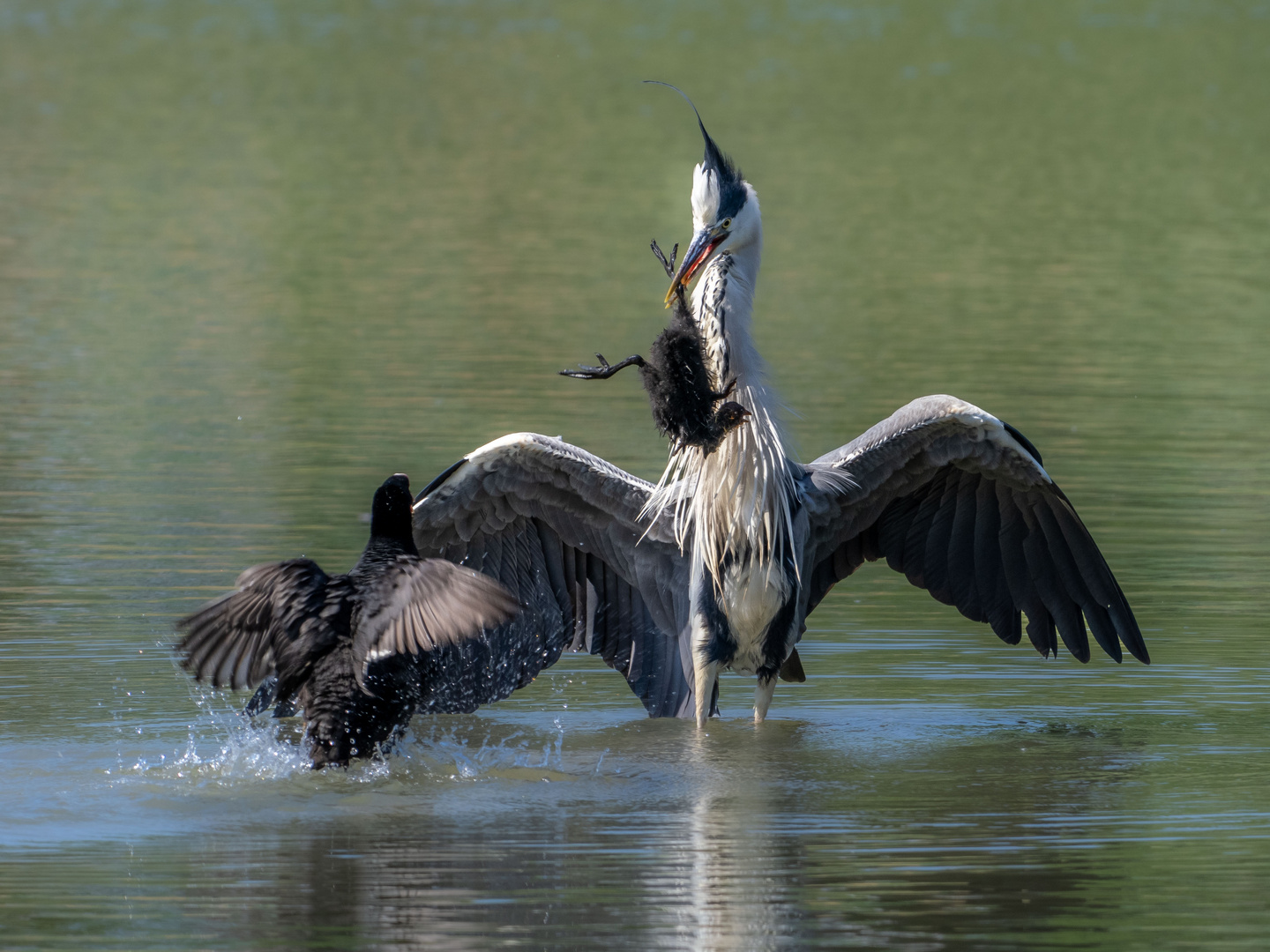 Cruel World Foto & Bild tiere, wildlife, wild lebende vögel Bilder