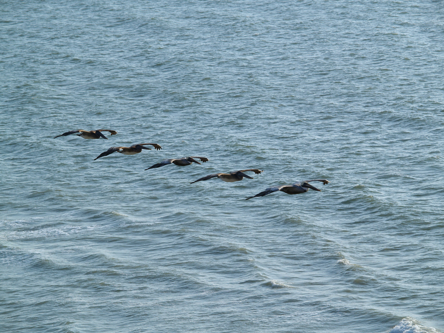 Cruisin' Pelicans