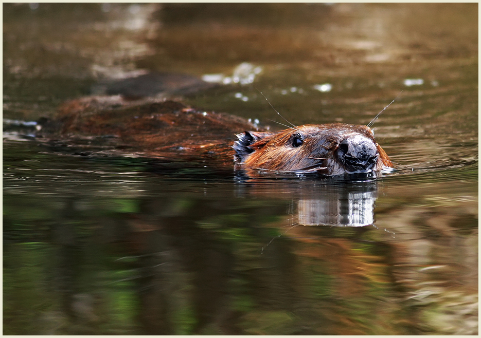 Cruisin' the pond