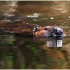 Cruisin' the pond