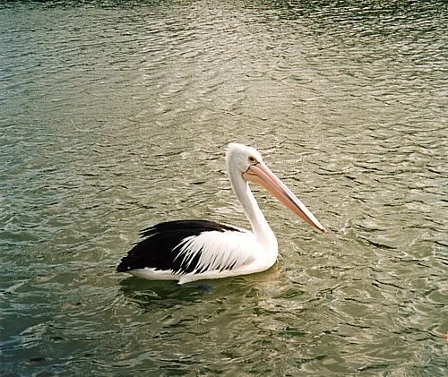 Cruising around, Pelican in Mandurah, Western Australia