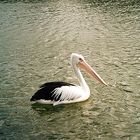 Cruising around, Pelican in Mandurah, Western Australia