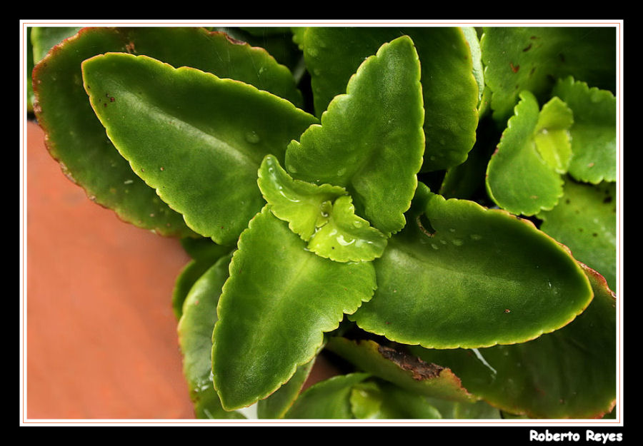 Cruz de Calanchoes