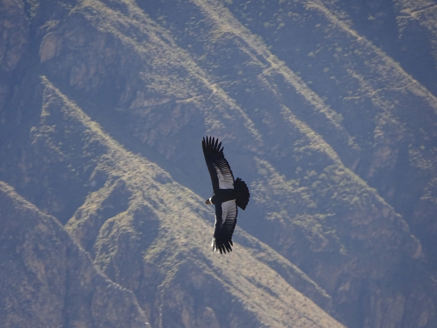 Cruz del Condor