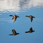 Cruzando el lago