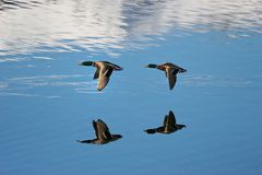 Cruzando el lago