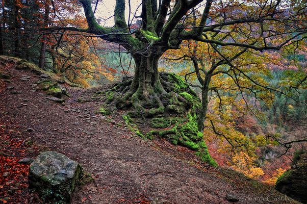 Cruzando el Paraíso