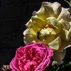 CRW_0043_01 gelbe Rose mit Biene