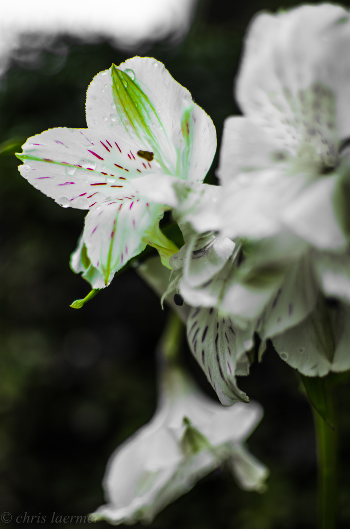 Crying Alstroemeria