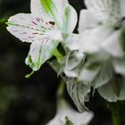 Crying Alstroemeria