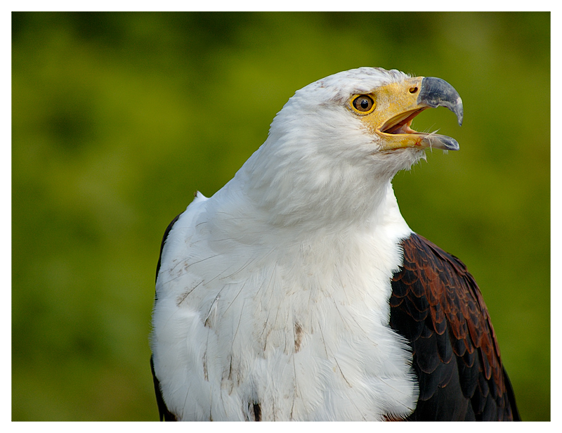 Crying Eagle