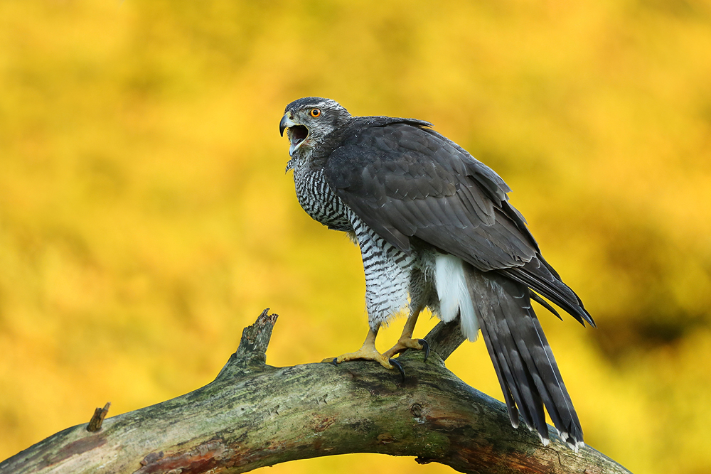 Crying Goshawk