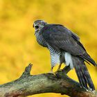 Crying Goshawk