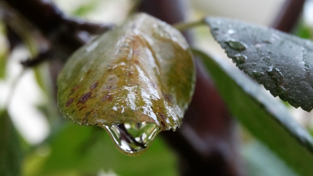 Crying Leaf!