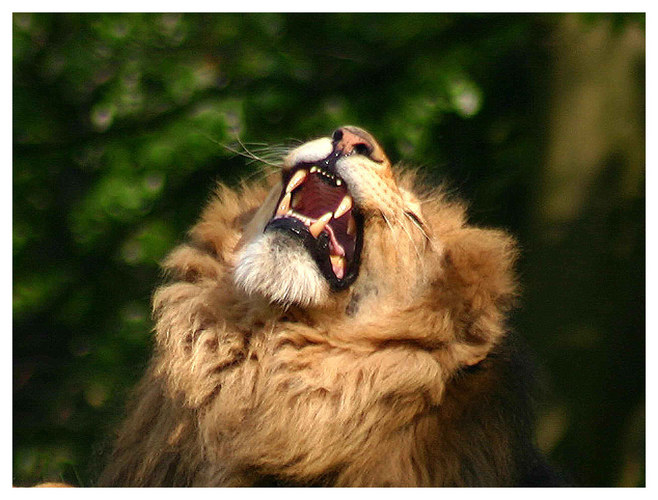 Crying Lion in Berlin