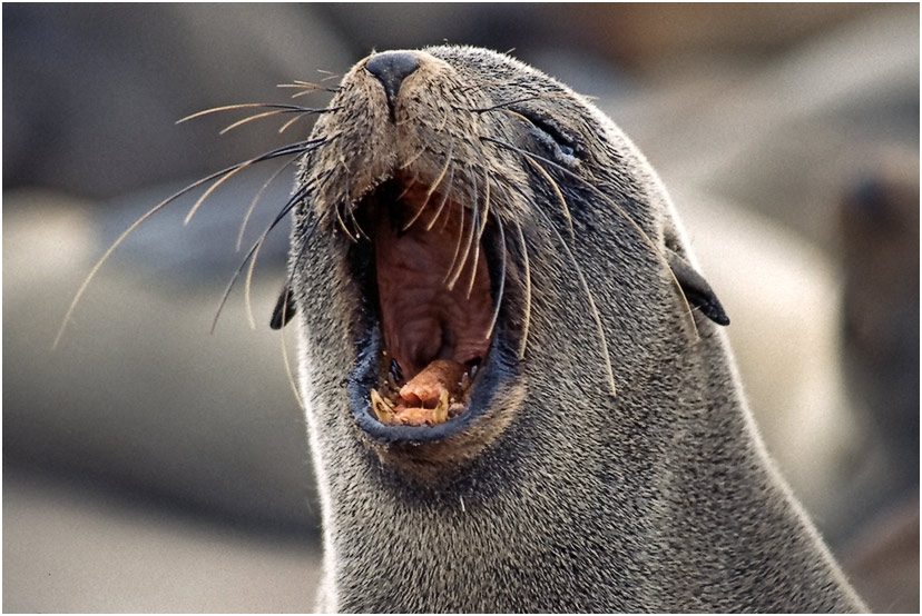 Crying Seal - Cape Cross, Namibia