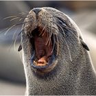 Crying Seal - Cape Cross, Namibia