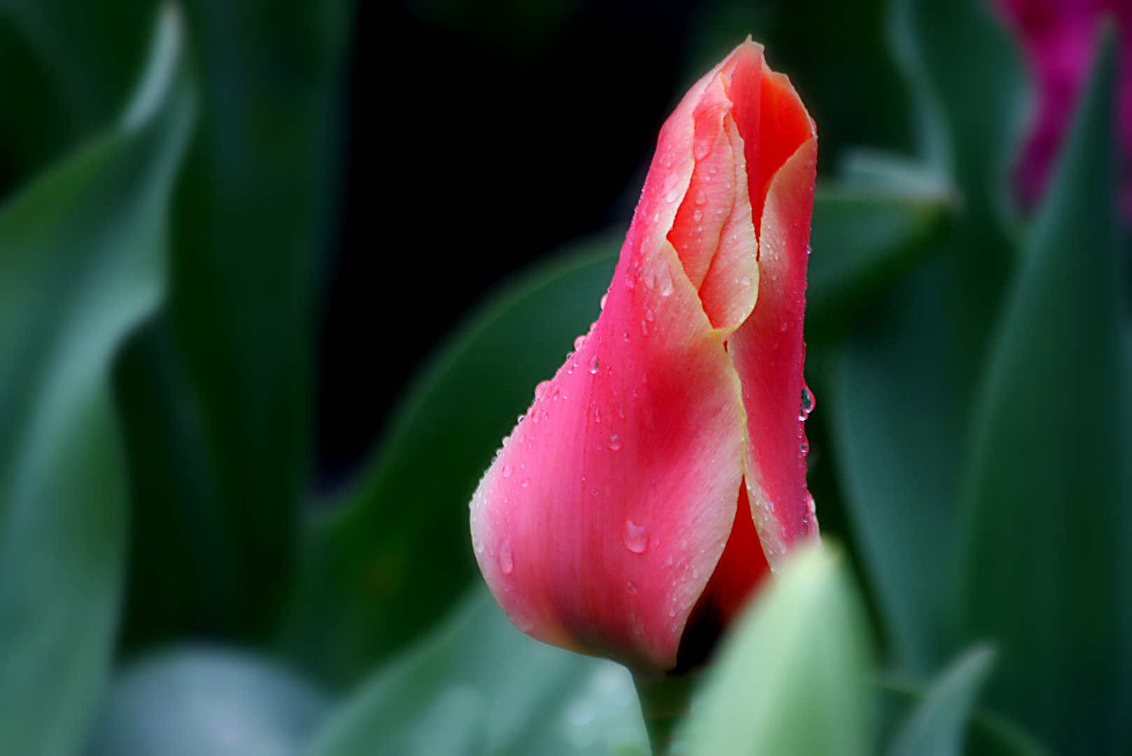 crying tulip...