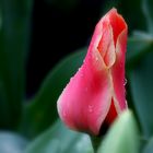 crying tulip...